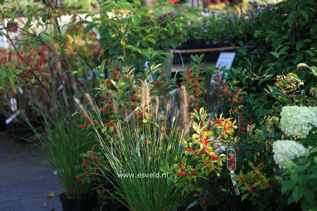 Pennisetum alopecuroides var. viridescens