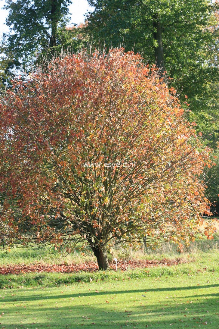 Aesculus glabra