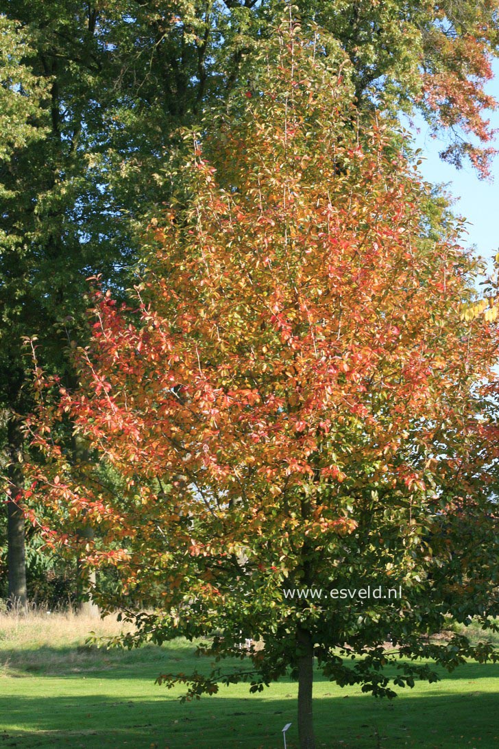 Nyssa sylvatica 'Wisley Bonfire'