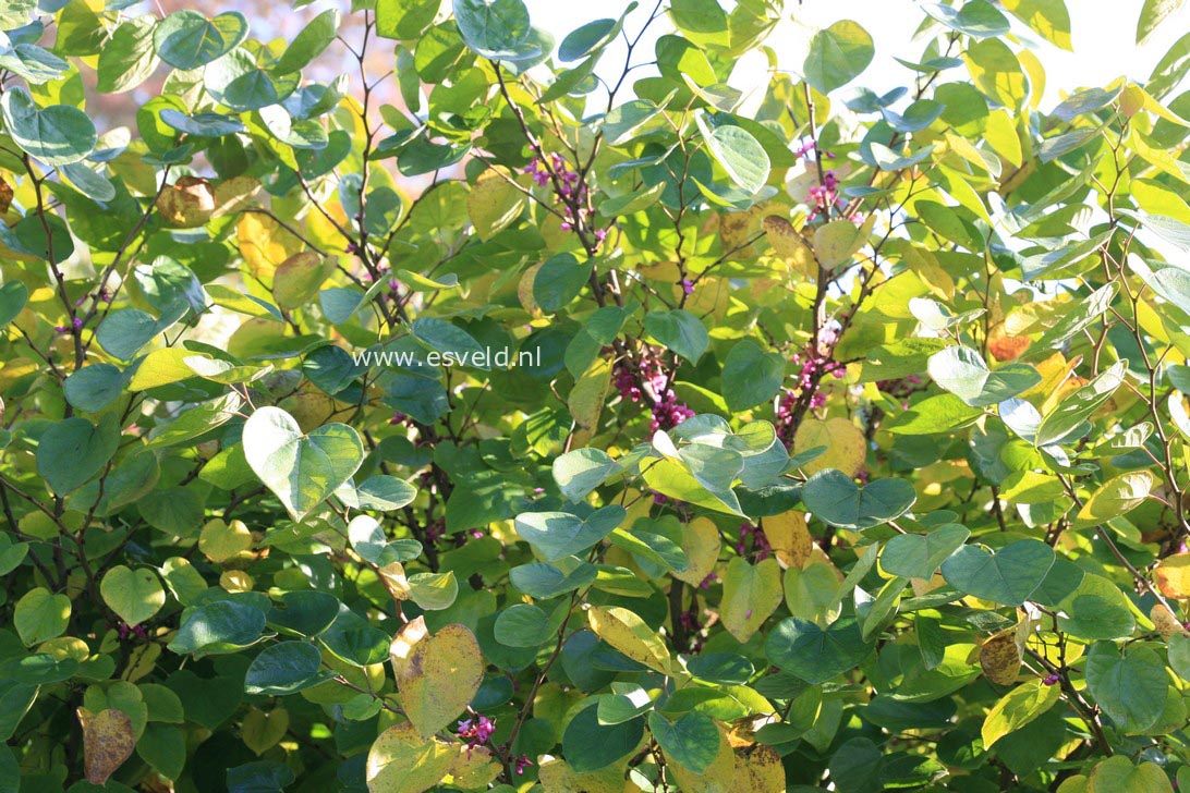 Cercis chinensis