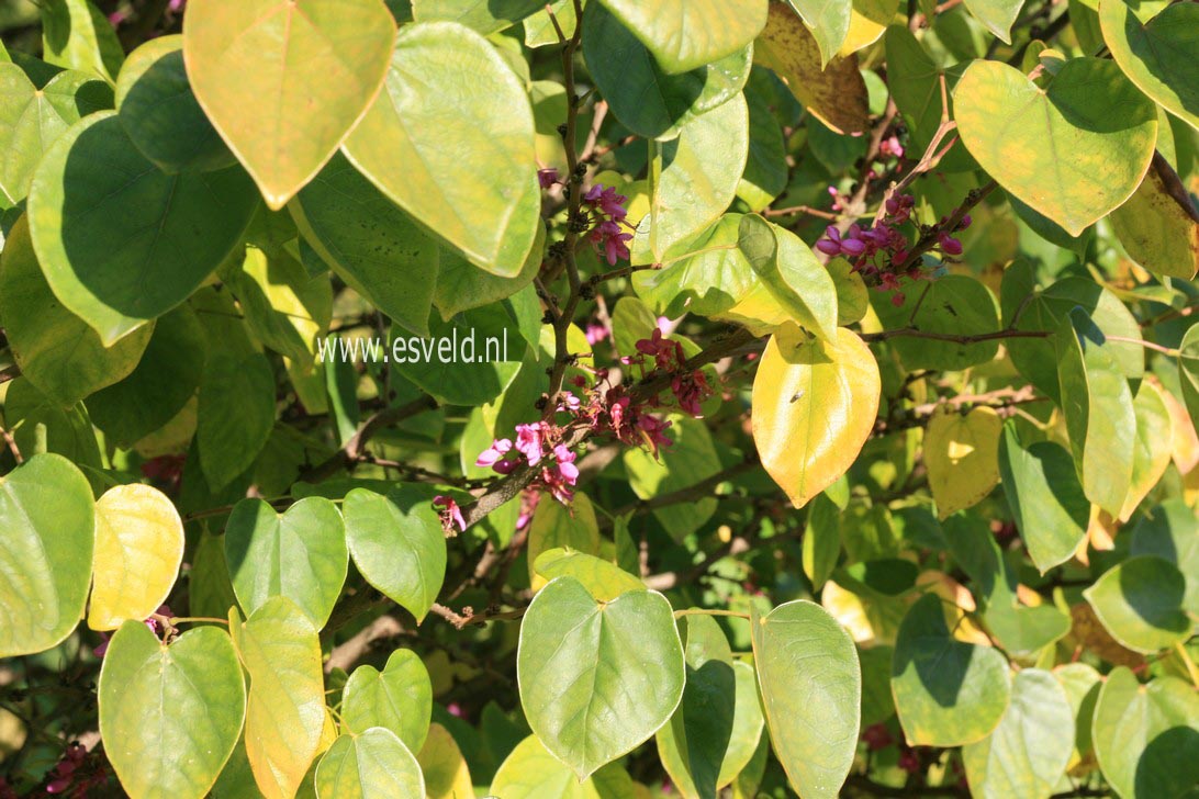 Cercis chinensis