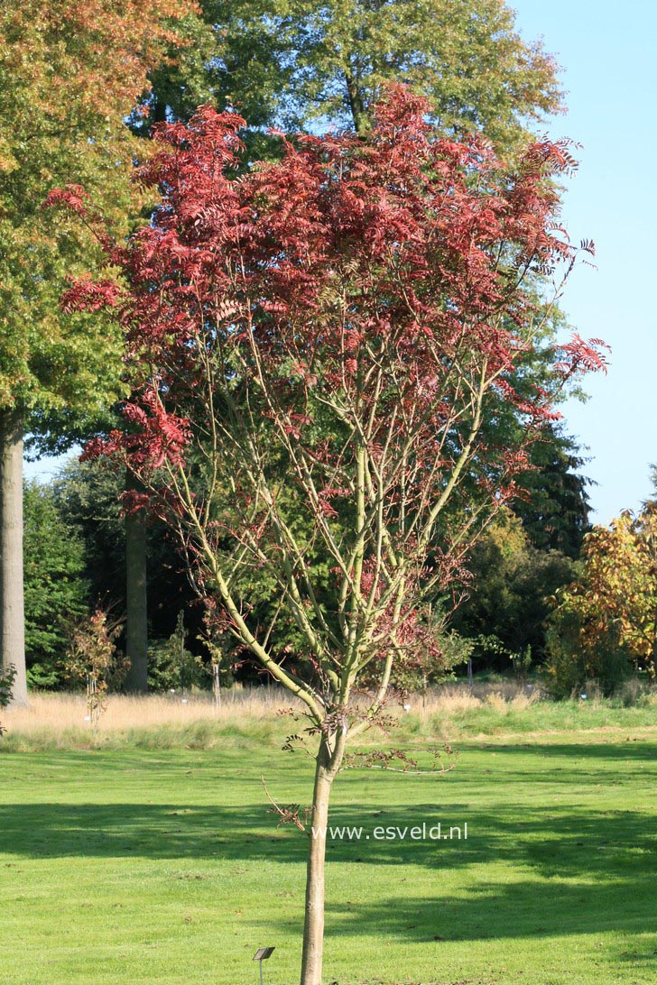 Sorbus commixta