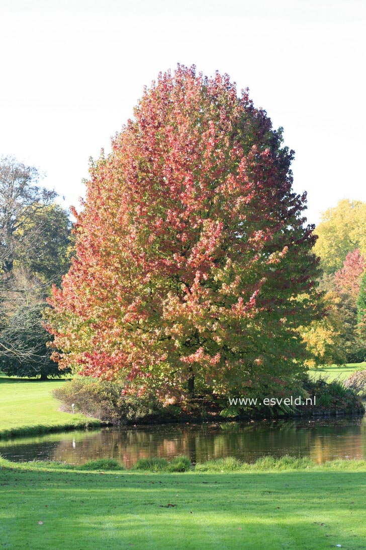 Liquidambar styraciflua 'Lane Roberts'