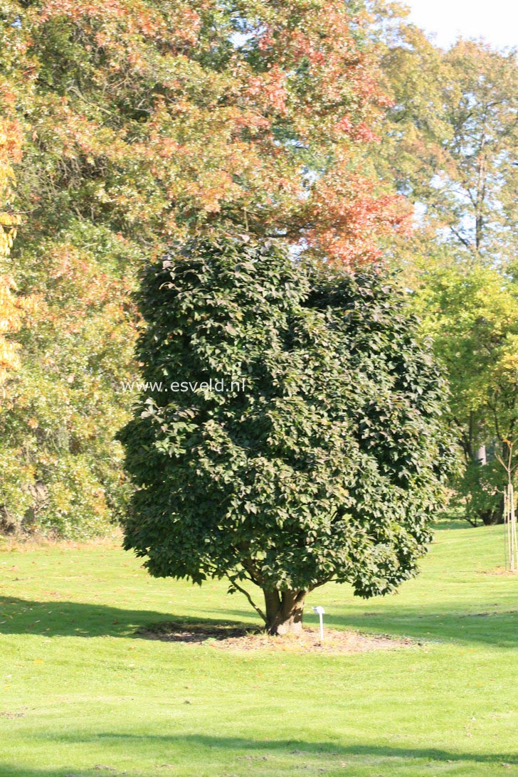 Zelkova serrata 'Goblin'