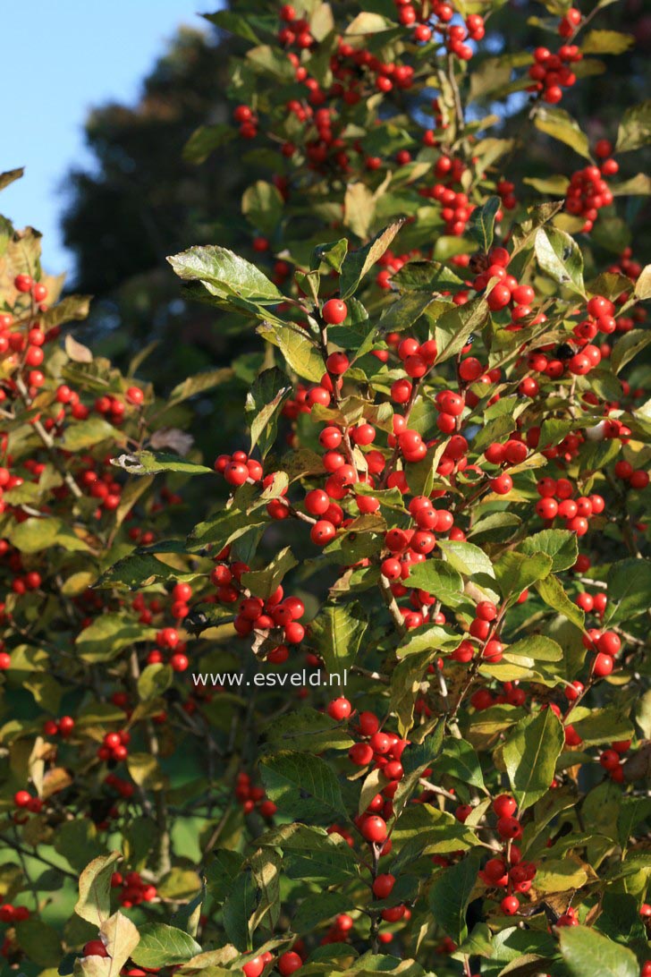 Ilex verticillata vrl.