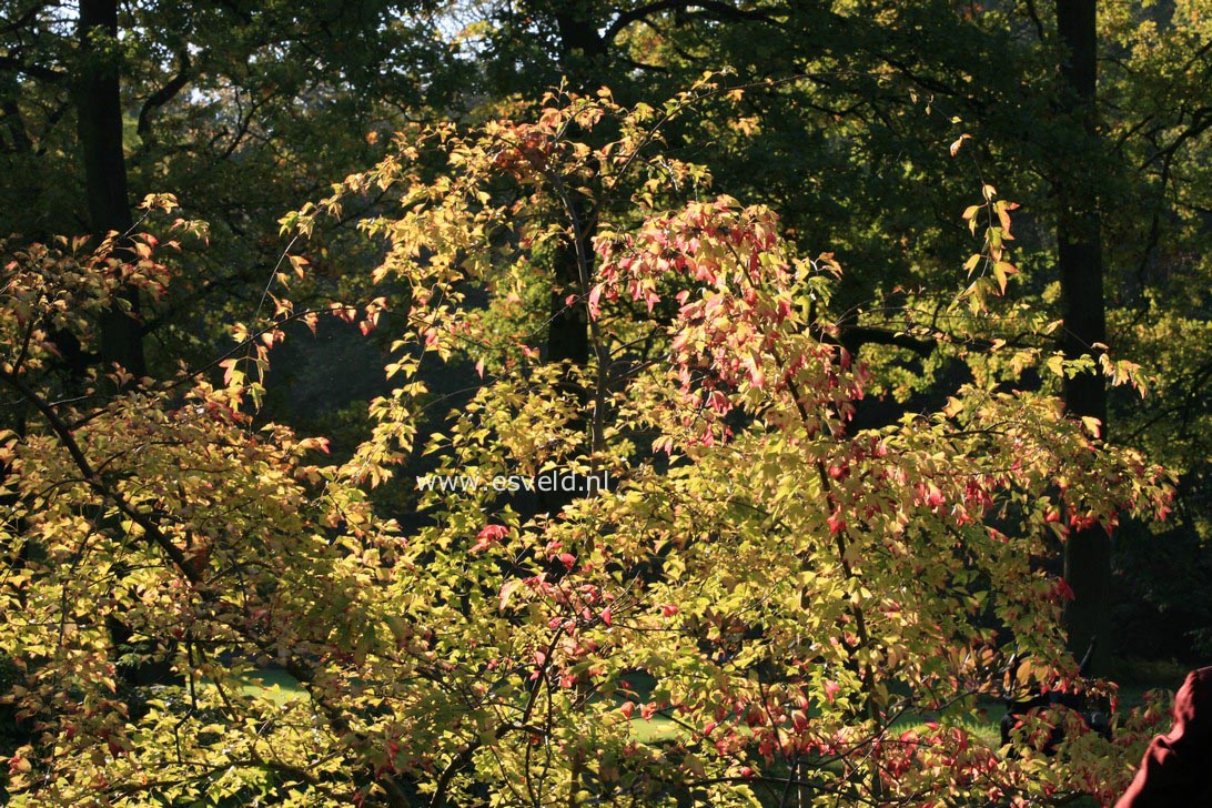 Acer buergerianum 'Pendula'