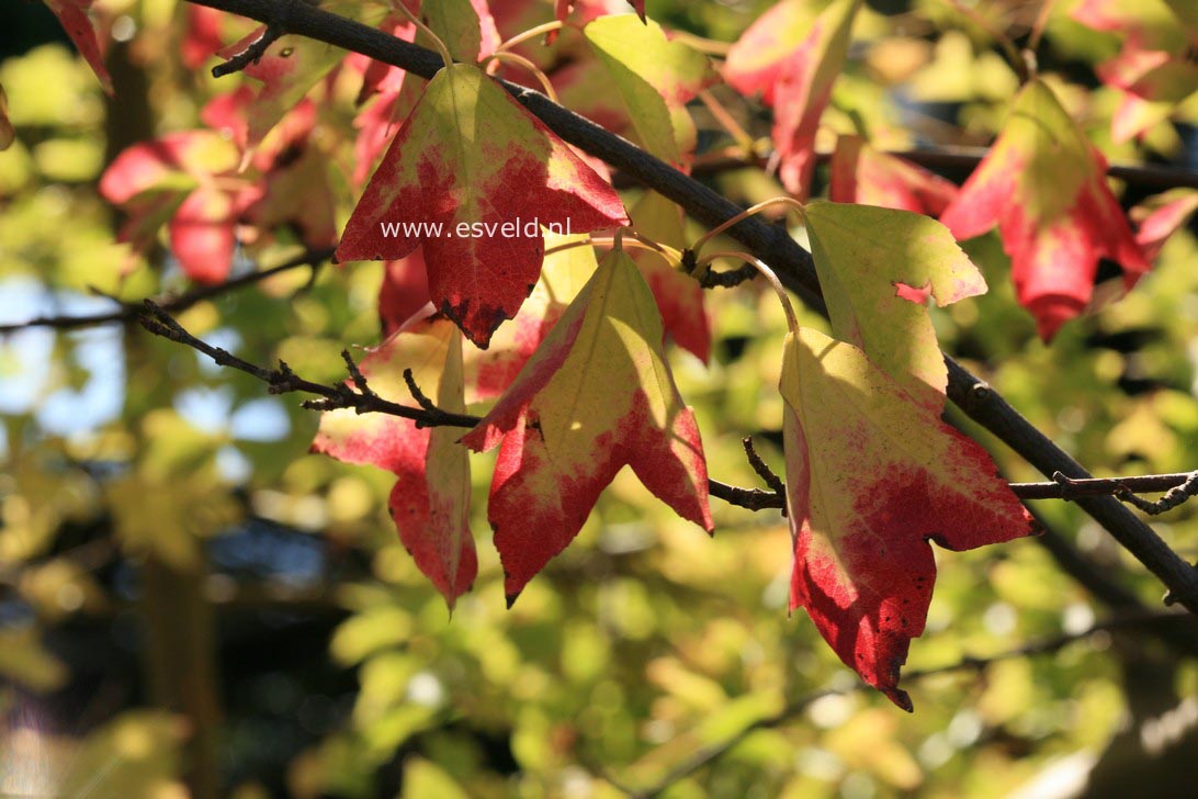 Acer buergerianum 'Pendula'