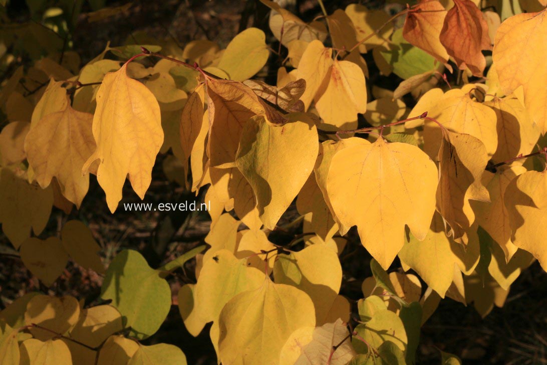 Lindera obtusiloba