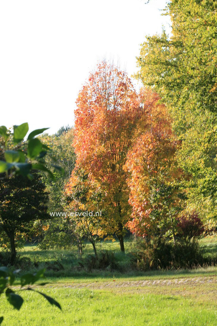 Acer rubrum 'Scanlon'