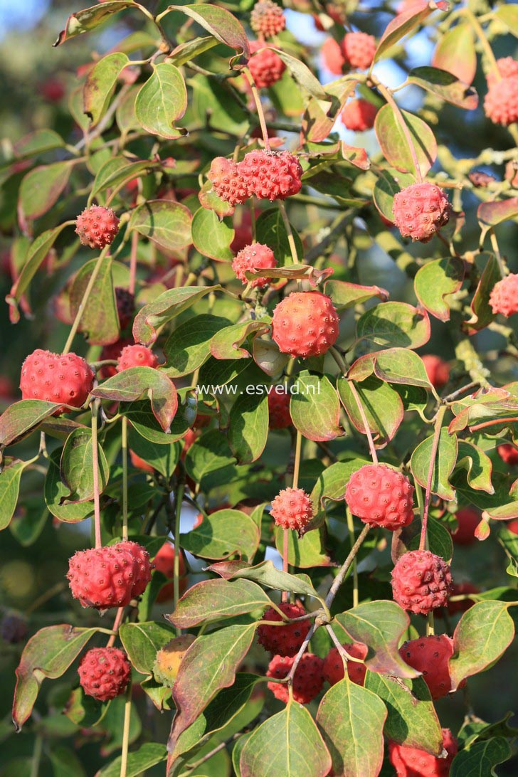 Cornus kousa 'Milky Way'