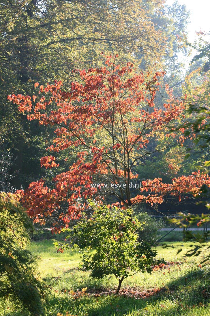 Cornus florida