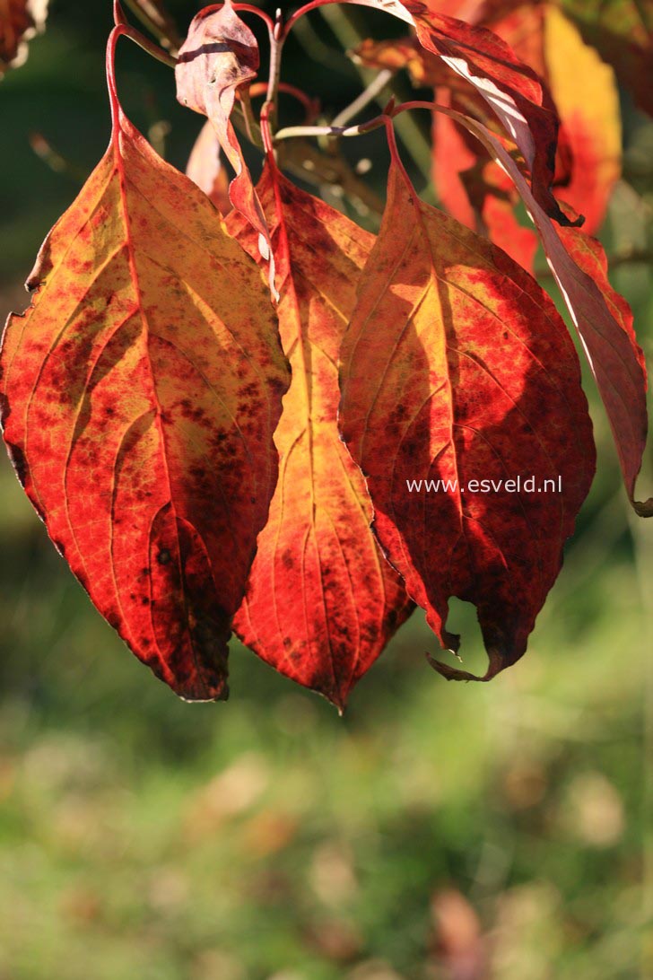 Cornus florida