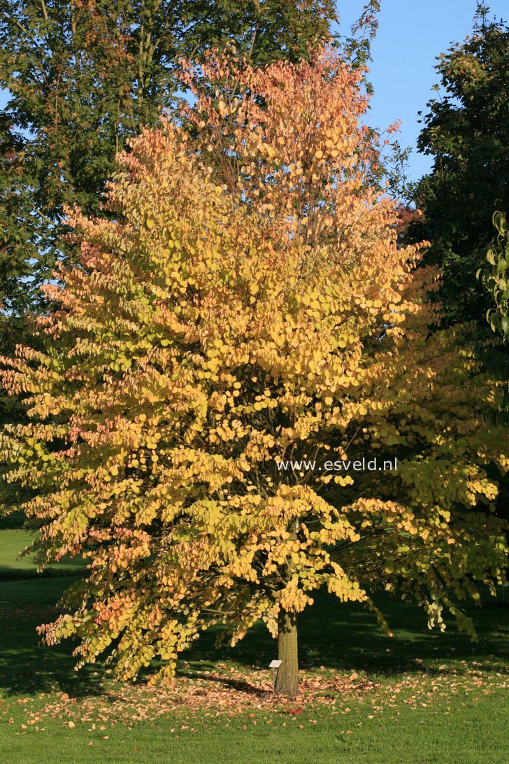 Cercidiphyllum japonicum 'Heronswood Globe'