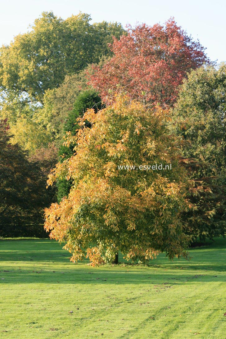 Carya glabra