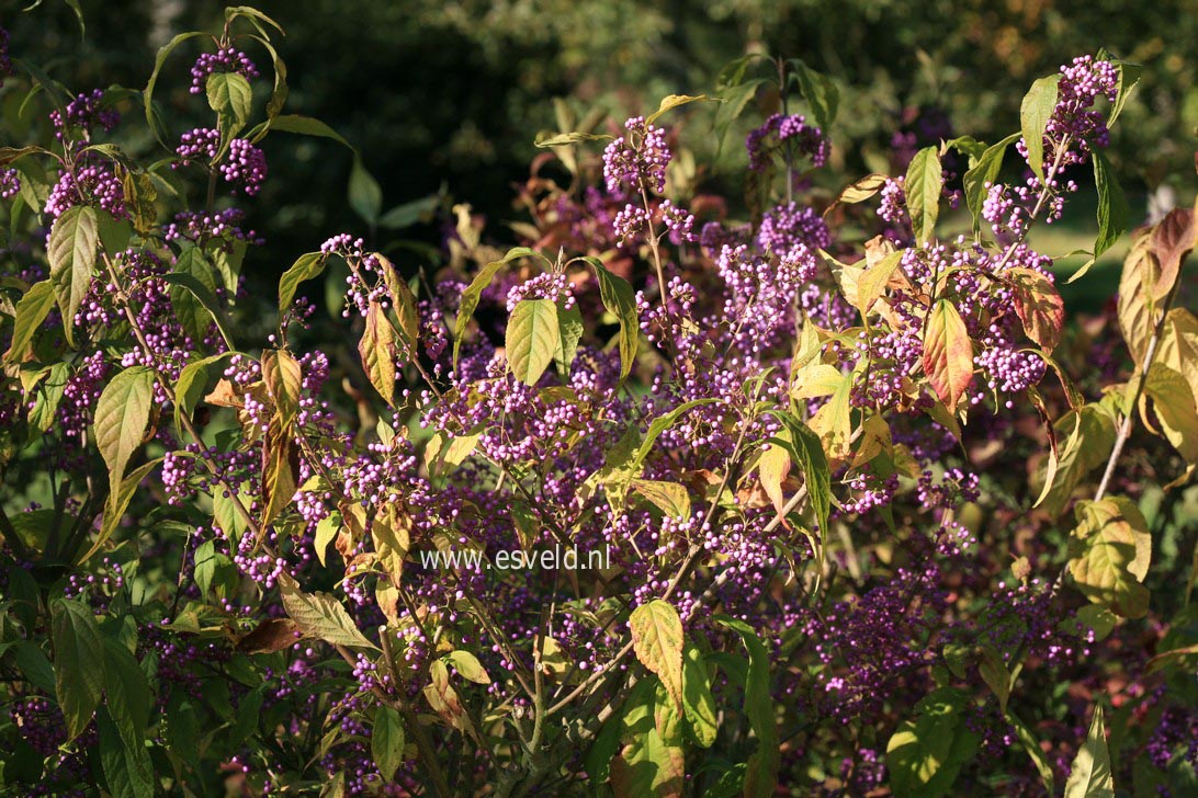 Callicarpa dichotoma