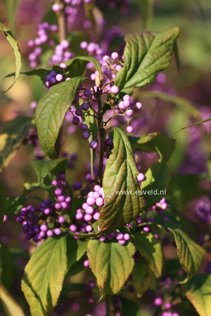 Callicarpa dichotoma