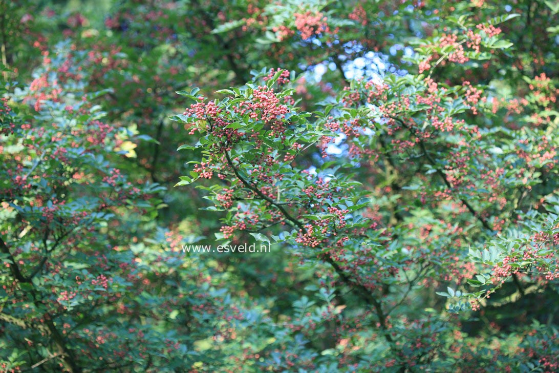 Zanthoxylum simulans