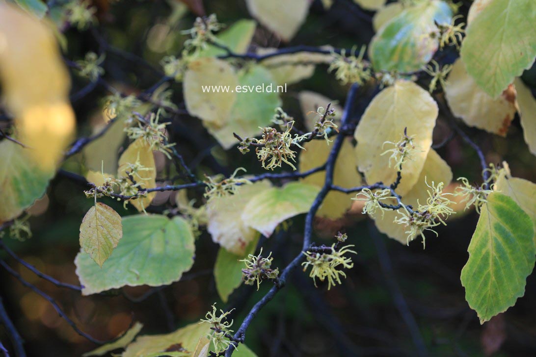 Hamamelis virginiana