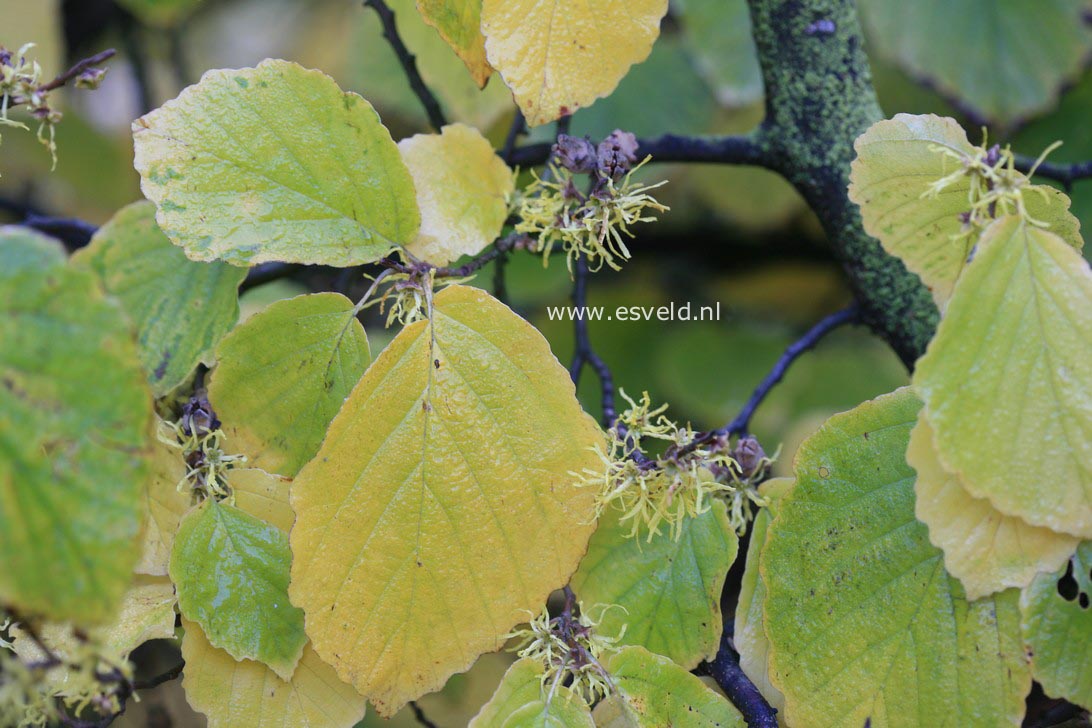 Hamamelis virginiana