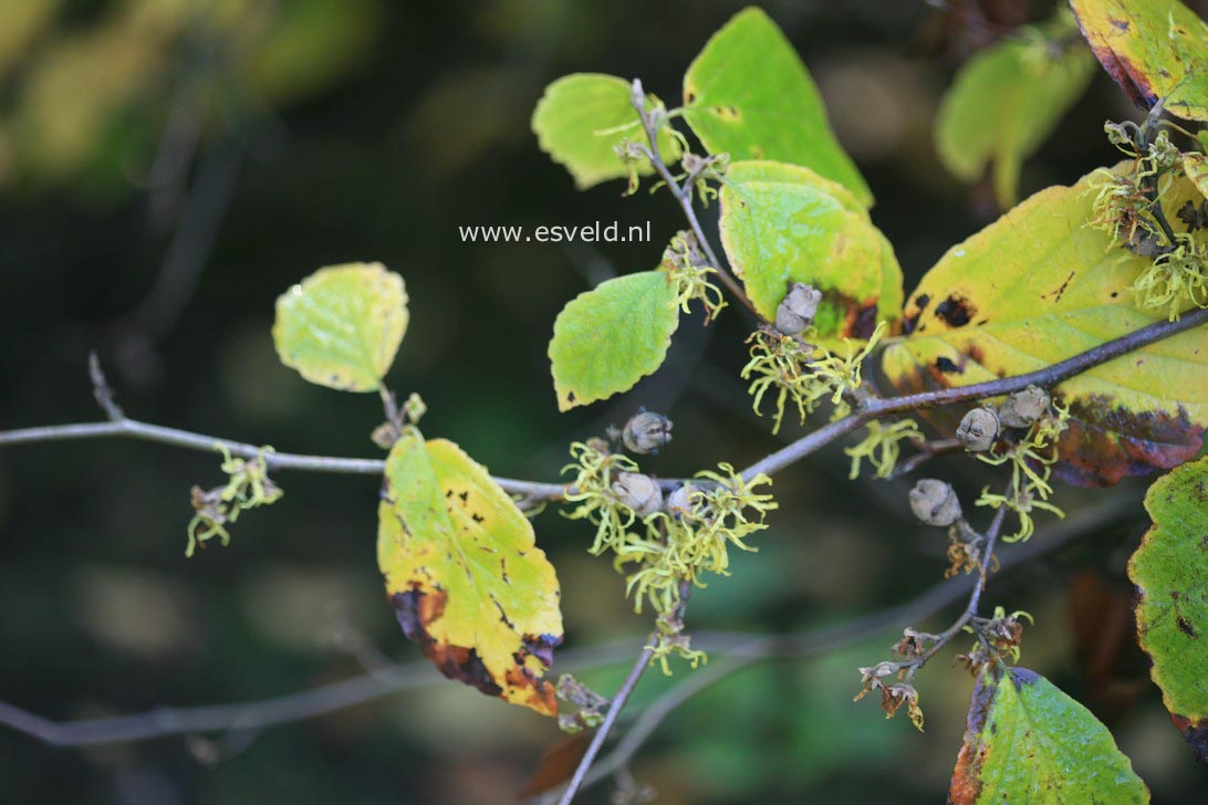 Hamamelis virginiana