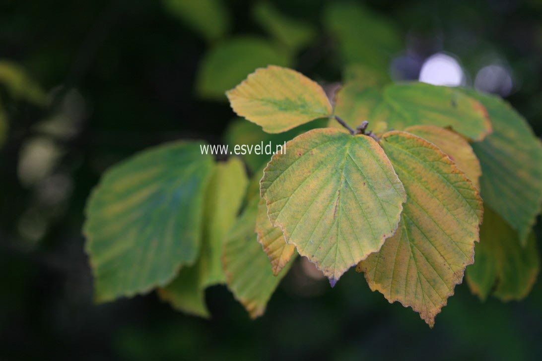 Hamamelis intermedia 'Spanish Spider'