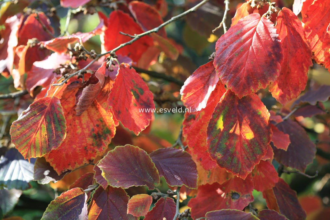 Hamamelis intermedia 'Diane'