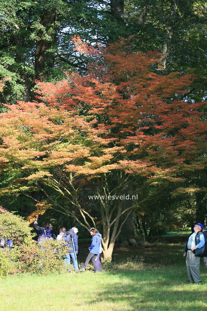 Acer sieboldianum