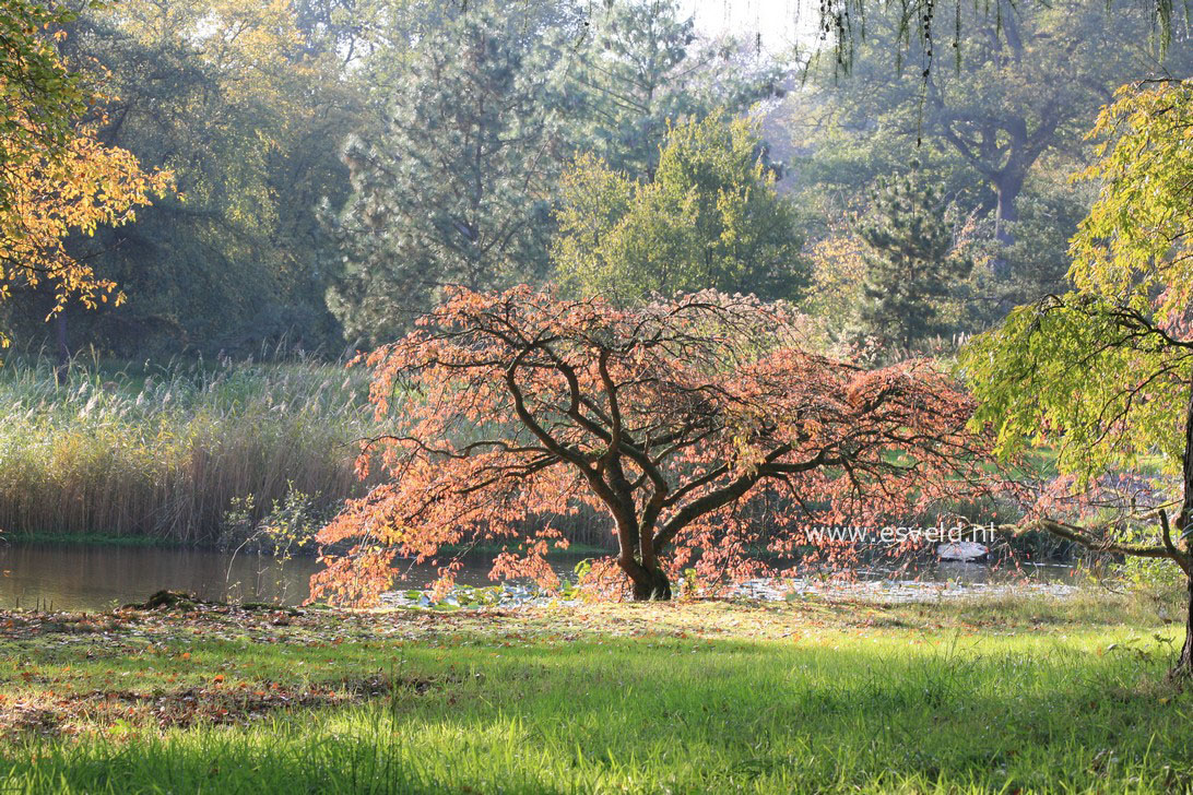 Prunus yedoensis 'Ivensii'