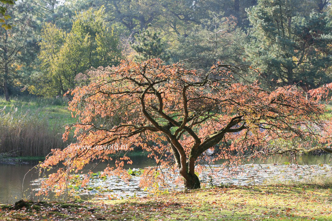 Prunus yedoensis 'Ivensii'