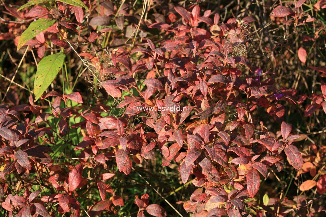 Rhododendron 'Fraseri'