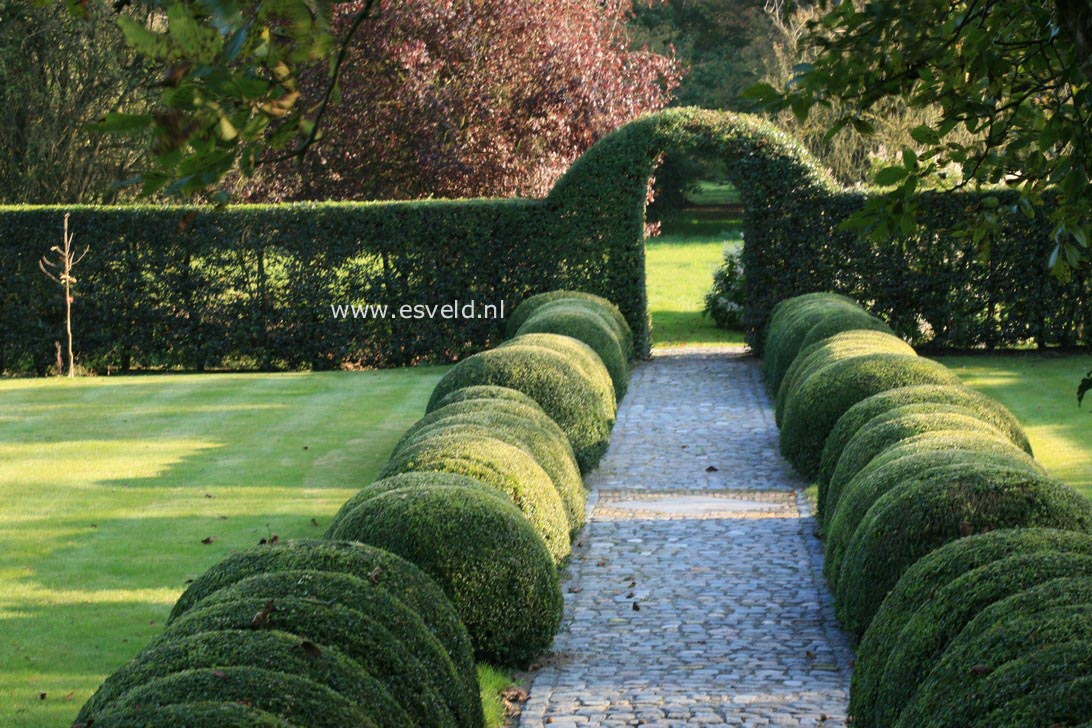 Buxus sempervirens