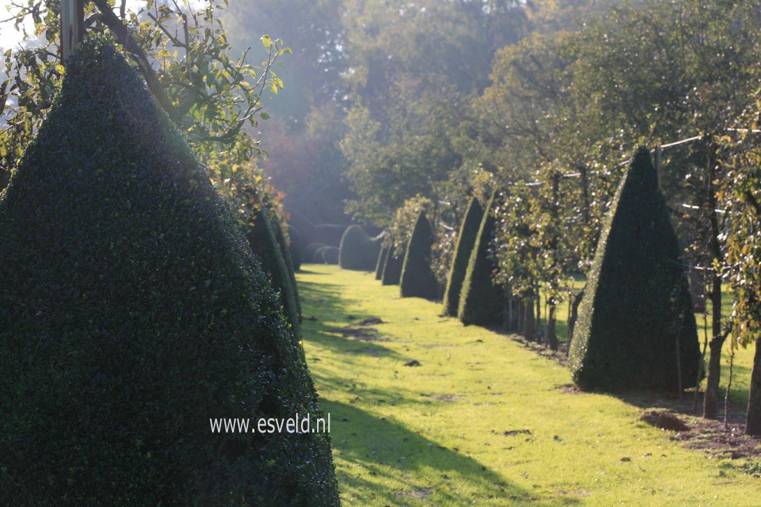 Buxus sempervirens