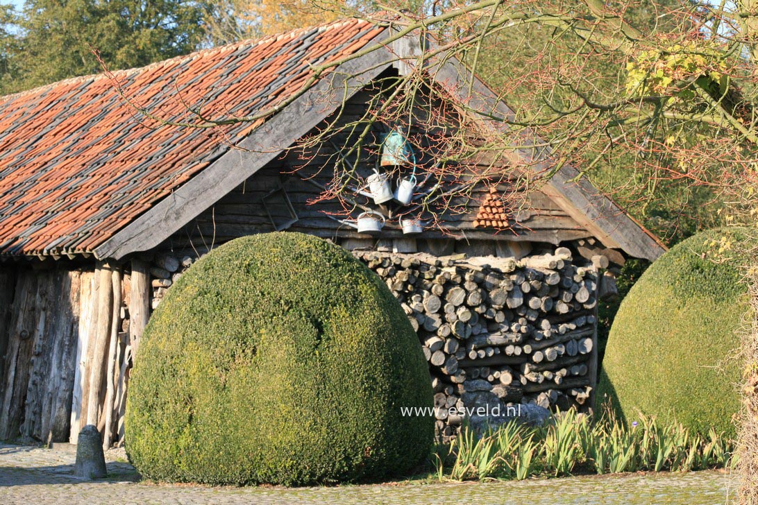 Buxus sempervirens