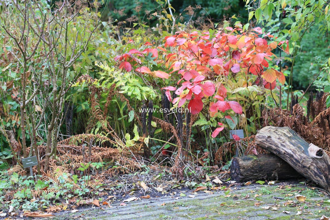 Fothergilla gardenii