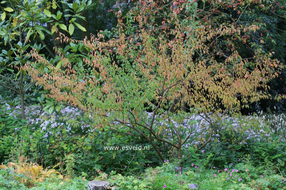 Prunus mume 'Beni-chi-dori'