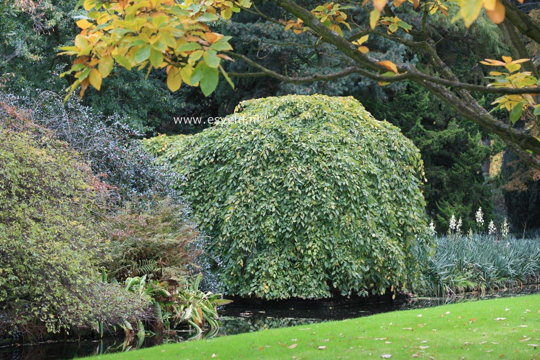 Carpinus betulus 'Pendula'