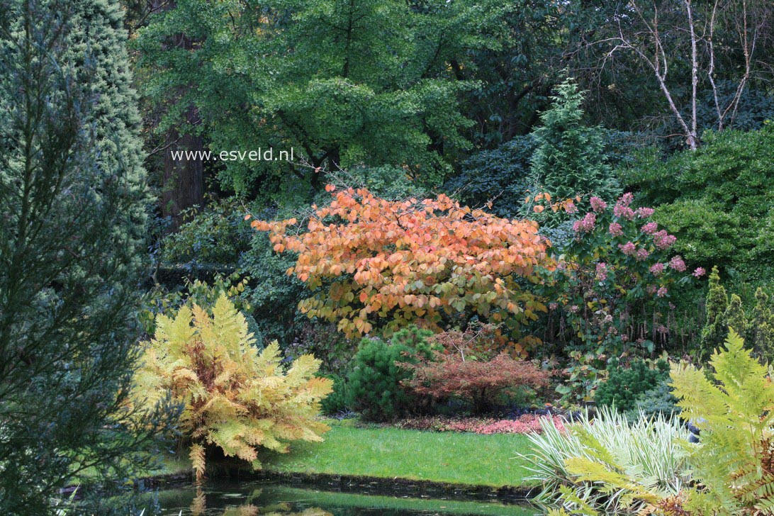 Hamamelis intermedia 'Jelena'