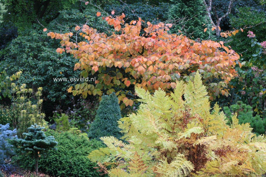 Hamamelis intermedia 'Jelena'