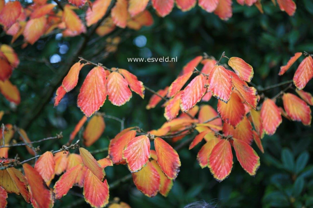 Hamamelis intermedia 'Arnold Promise'