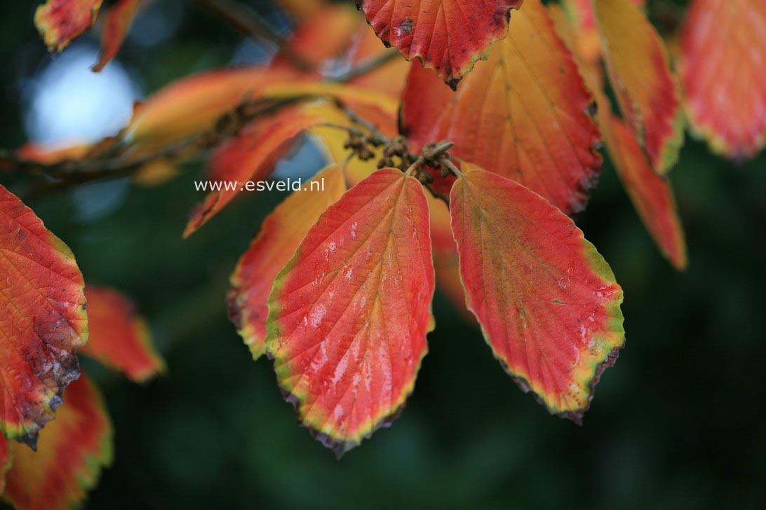 Hamamelis intermedia 'Arnold Promise'