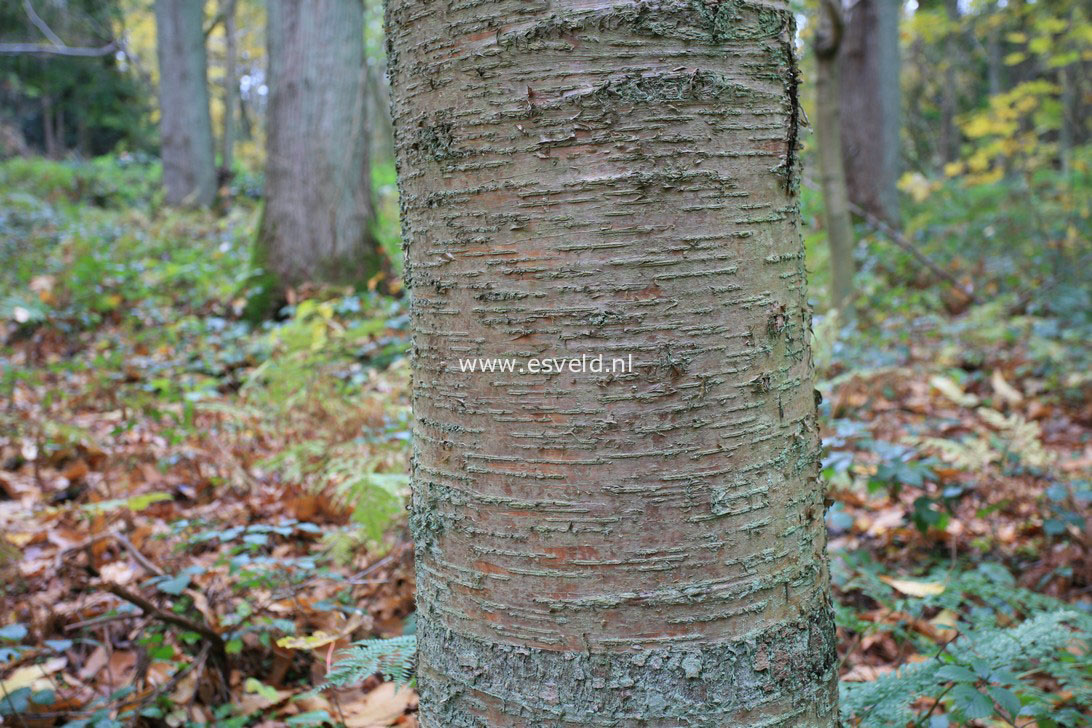 Betula alleghaniensis