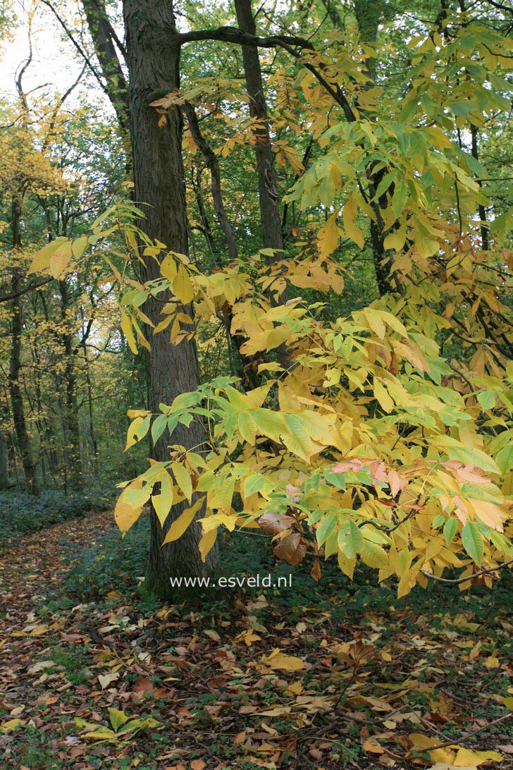 Carya laciniosa