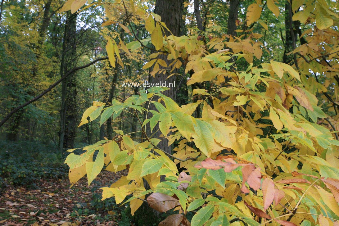 Carya laciniosa