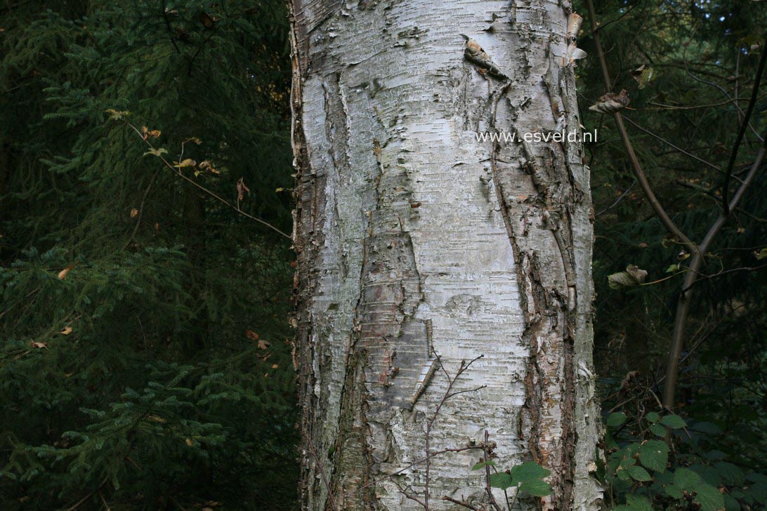 Betula papyrifera