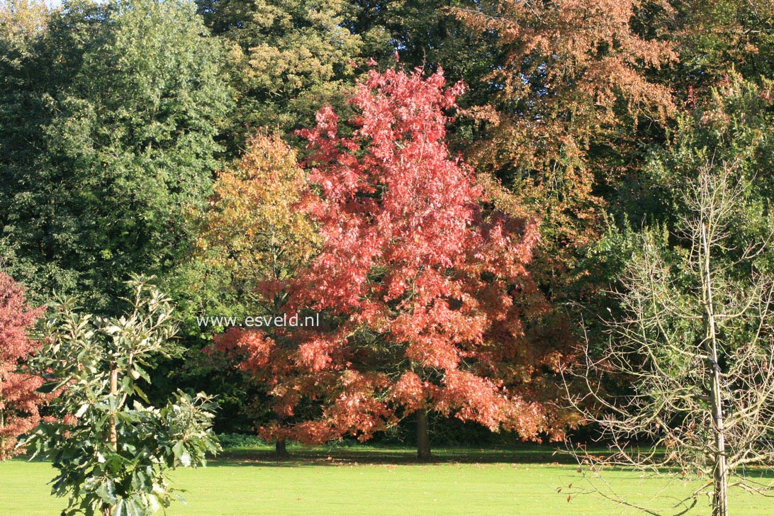 Quercus coccinea