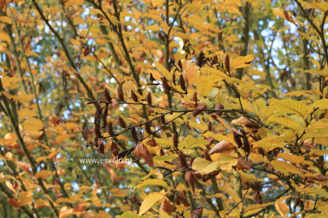 Betula medwediewii