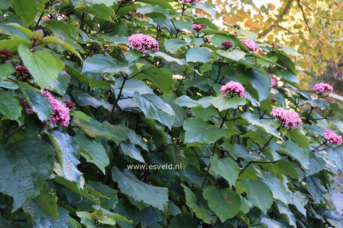 Clerodendrum bungei