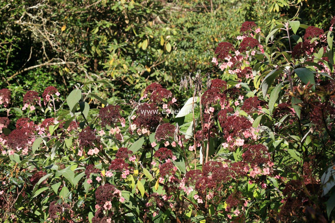 Hydrangea aspera 'Kawakami'