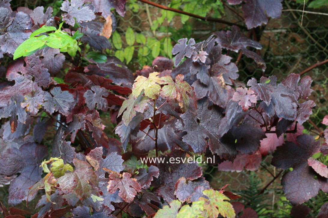 Vitis vinifera 'Purpurea'