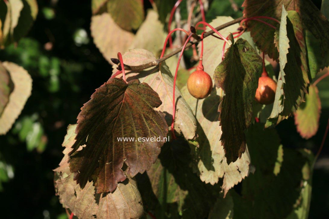 Davidia involucrata